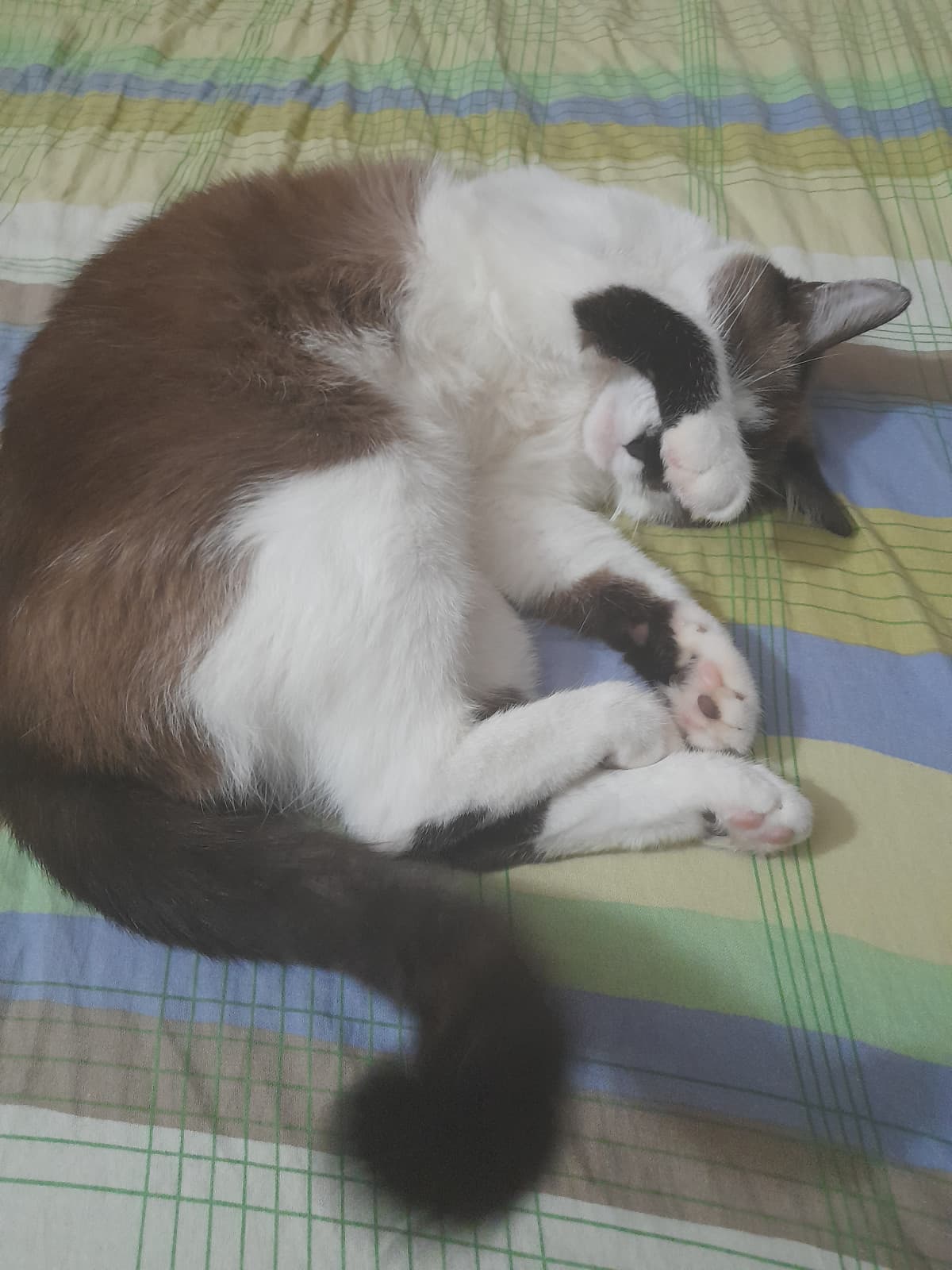 Gatto timido