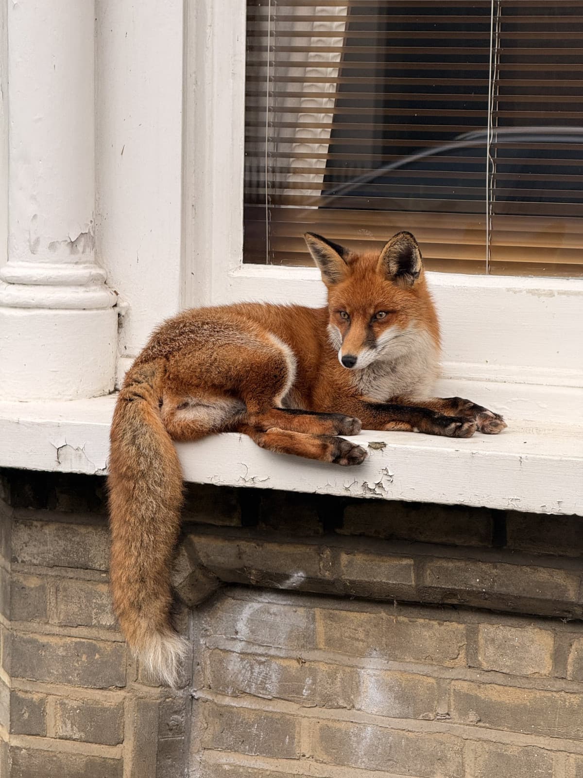 🦊