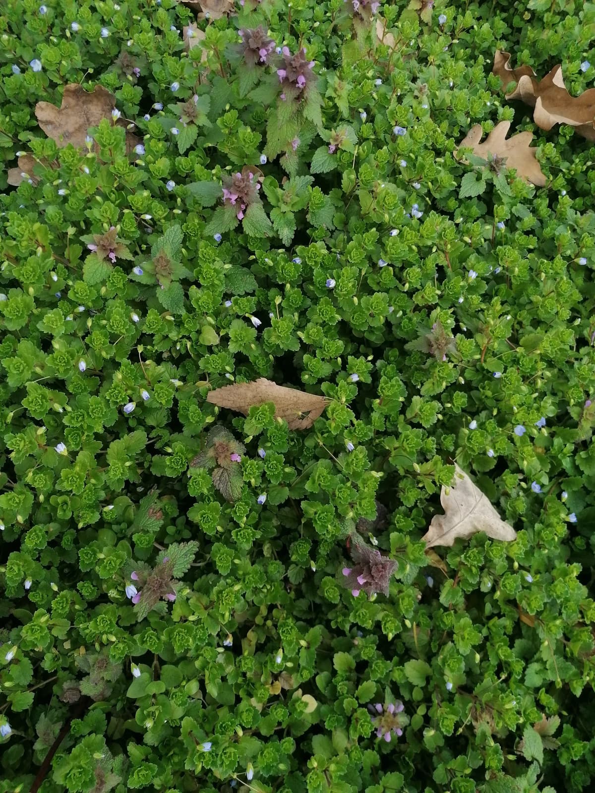 Questi sono principalmente i 2 tipi di fiorellini che crescono nel giardino sotto casa mia. Sono sempre arrivati a fine marzo e ora me li ritrovo a febbraio... It's so strange. Per non parlare delle piante di polline... I miei occhi chiedono pietà 