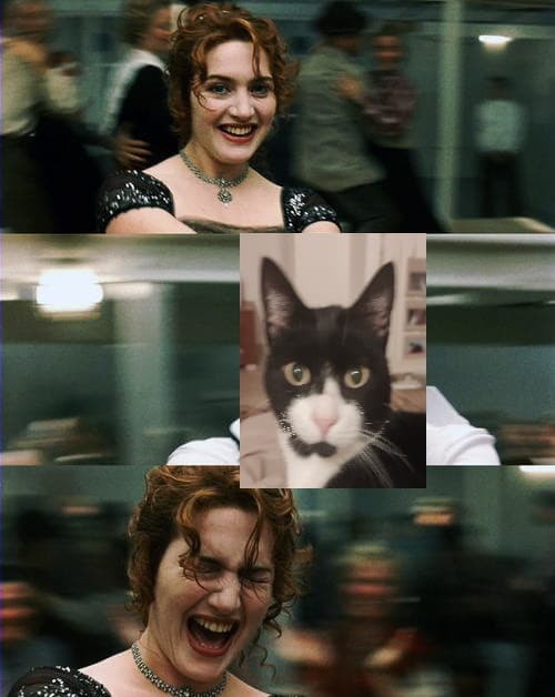 Io e il mio gatto