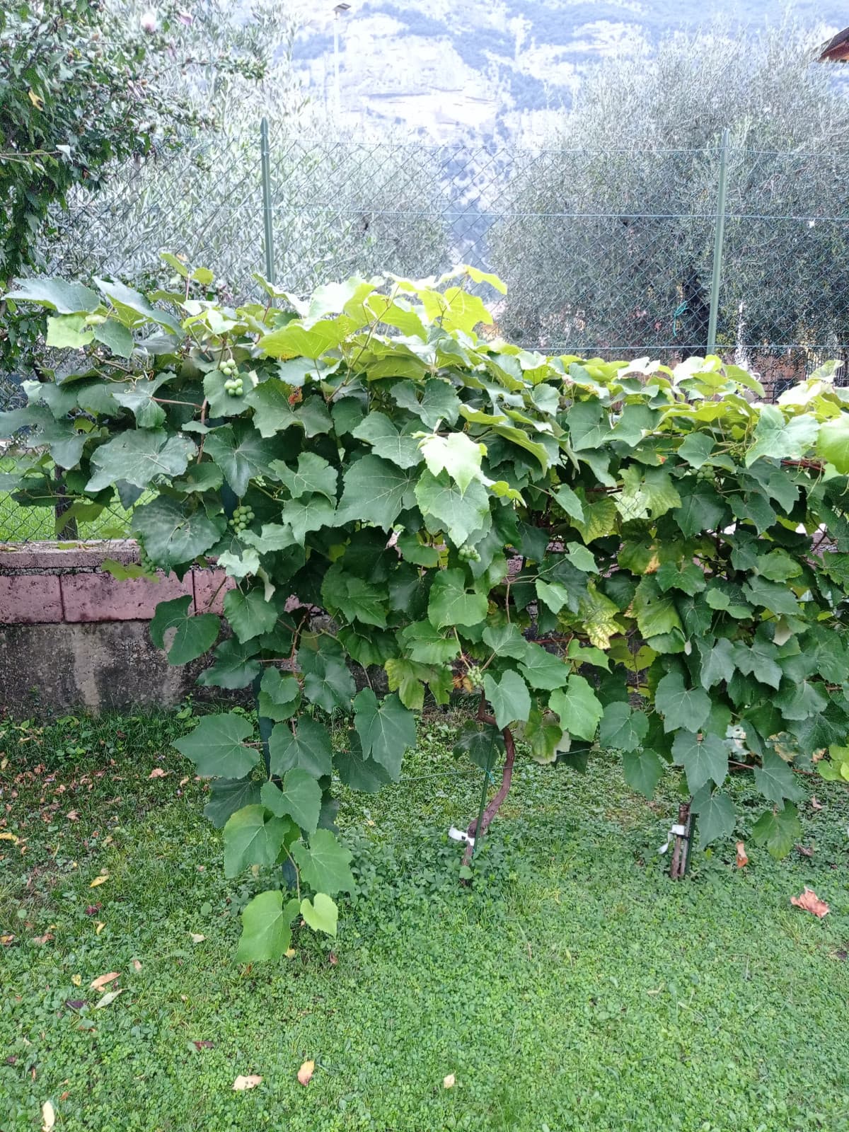 Giardino di casa mia pt.5