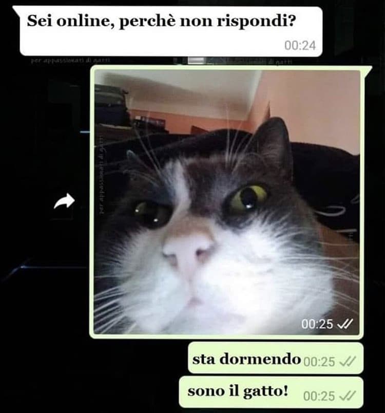 voglio un micio miao