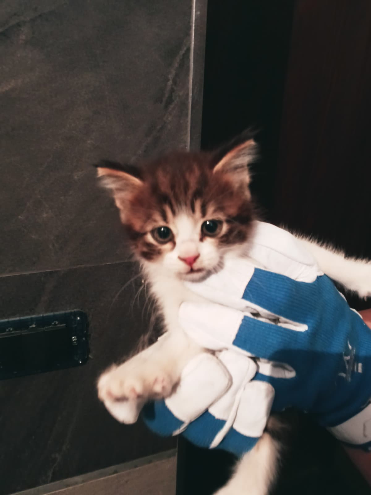 Oggi sentivo un forte miagolio e non sapevo da dove veniva... vado sul terrazzo del mio balcone ed ecco questo gattino camperato dietro ad una lamiera... domani lo porto dal veterinario...