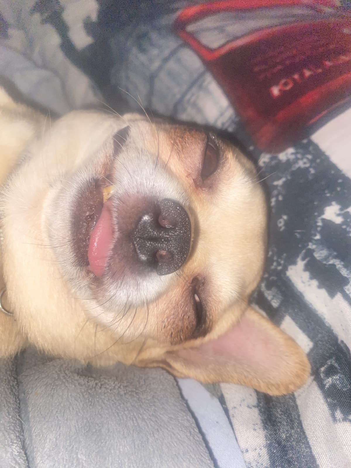 La bellezza del mio cane AMMIRATE 