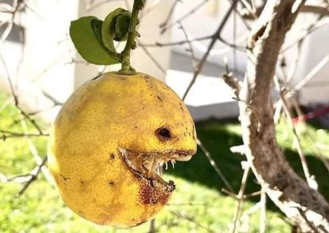 «Quando la vita di dà limoni» I limoni: