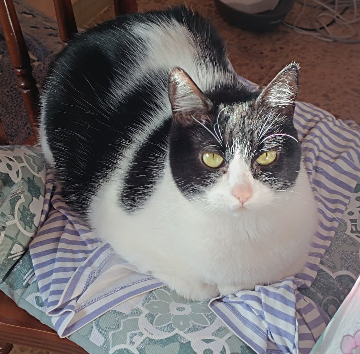 ahhh... to be a cat loafing all day