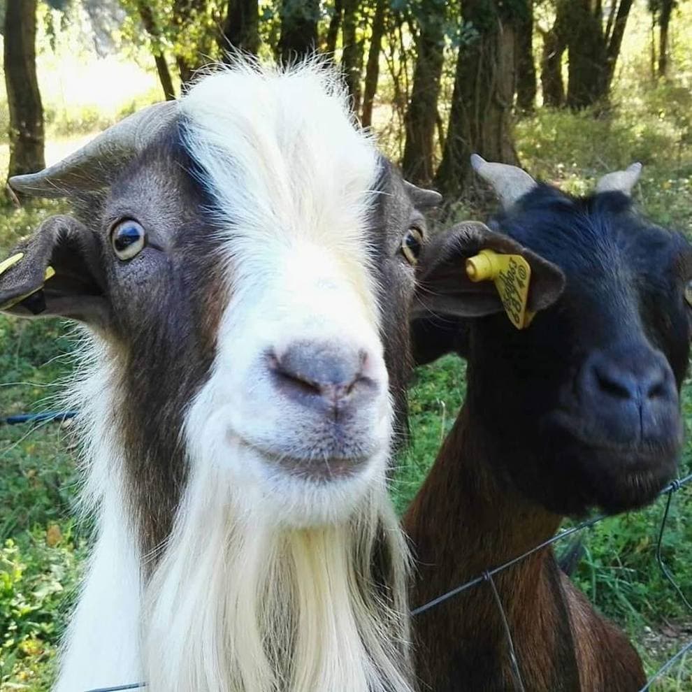 Se avessi una capretta la chiamerei Filomena