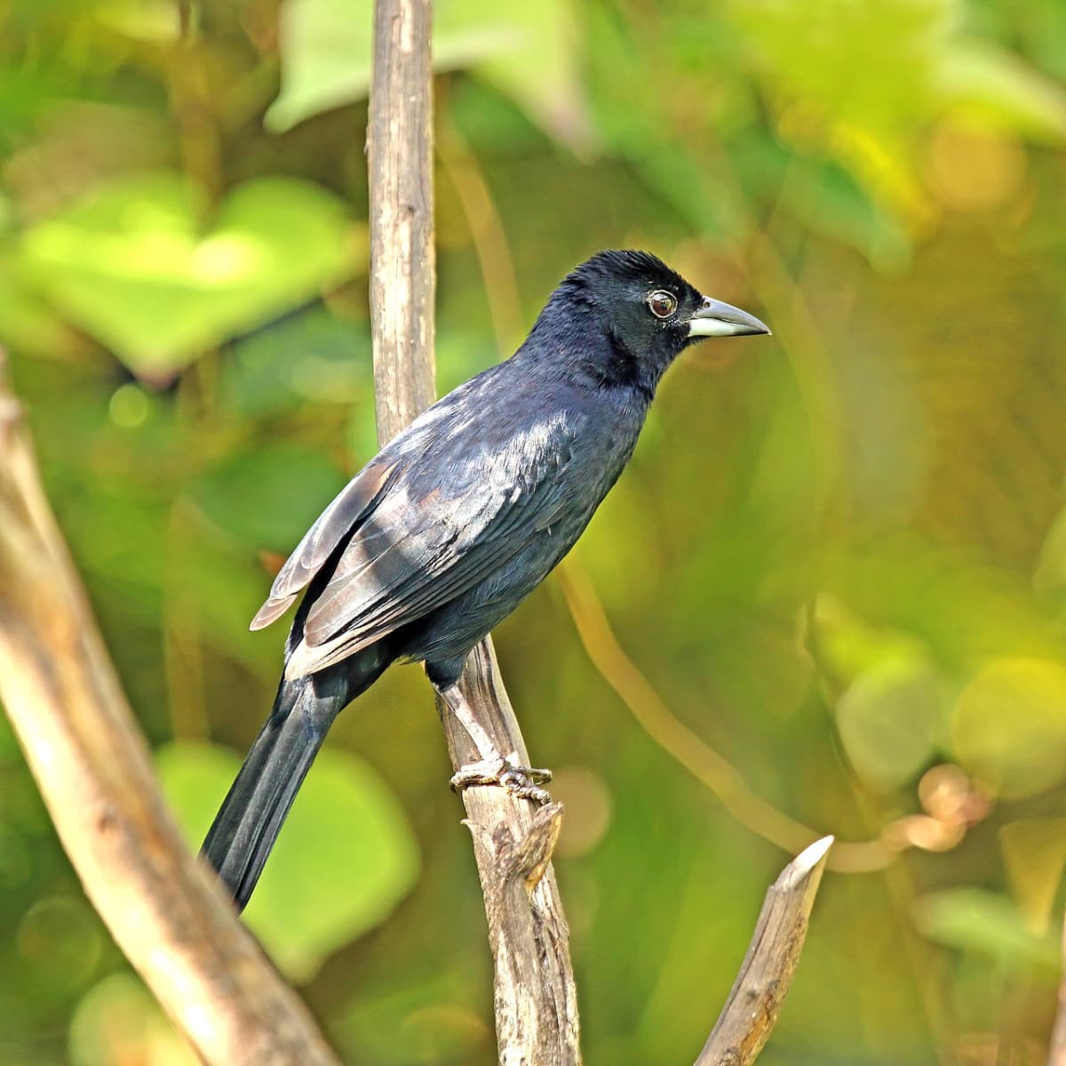 White-lined tanager, better known as Tangara. La particolarità che non sapevo è che il maschio è tutto nero e la femmina è di colore rossiccio.