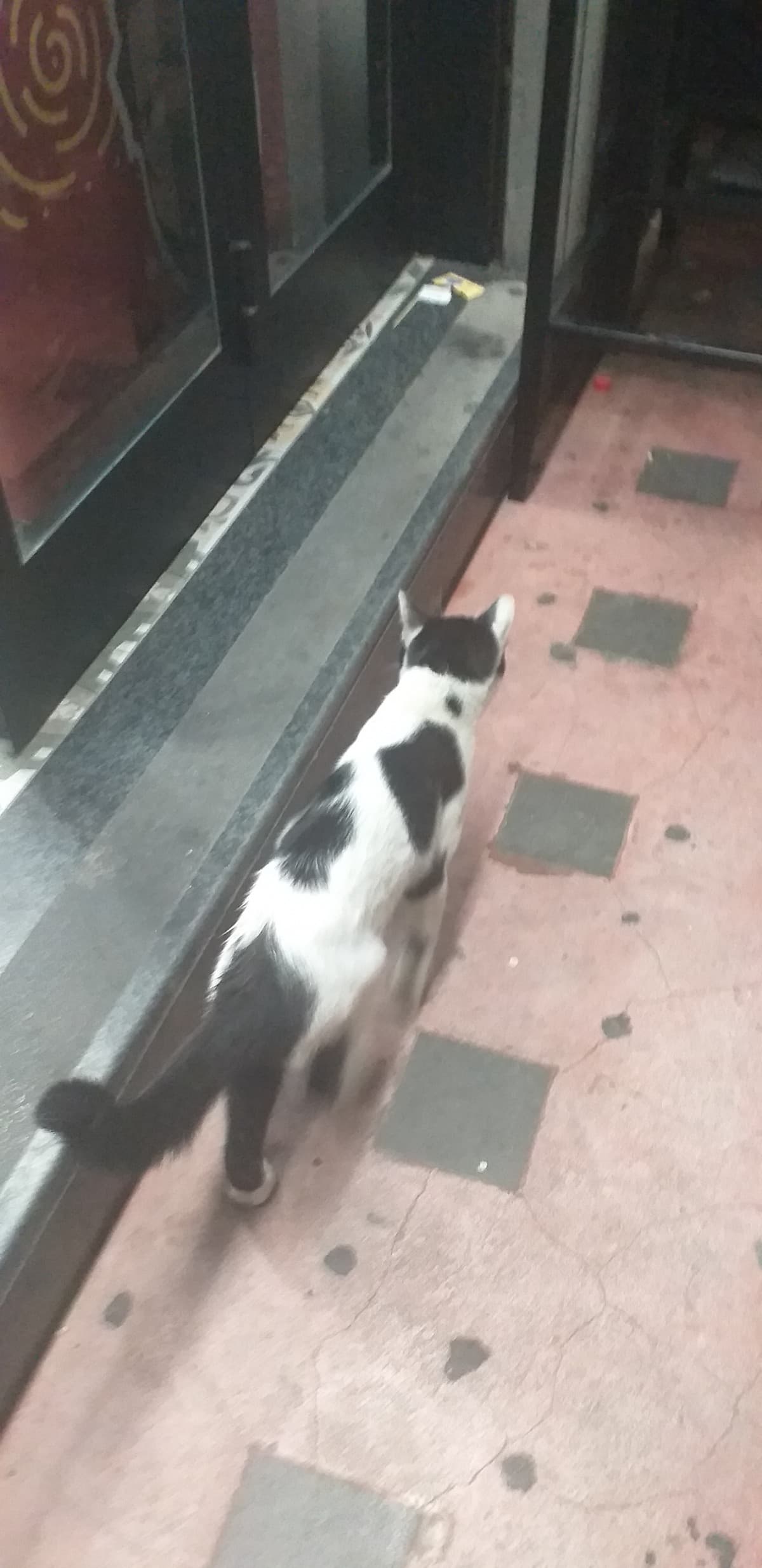 prima ho visto questo gatto che aveva una macchietta nera sotto al naso, quindi l'ho chiamato Adolf. *descrizione*