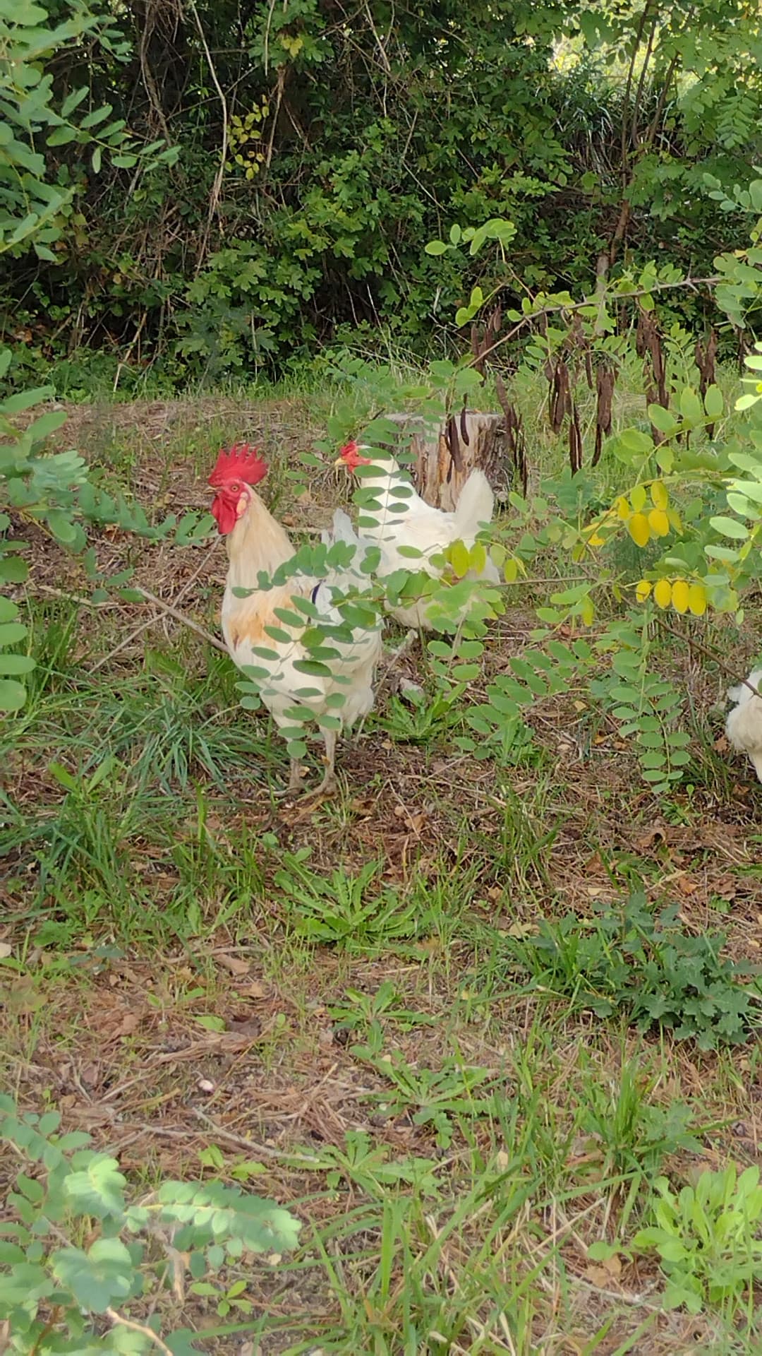 GUARDATE CHE CARINE LE GALLINE DEJ MIEI NONNI 