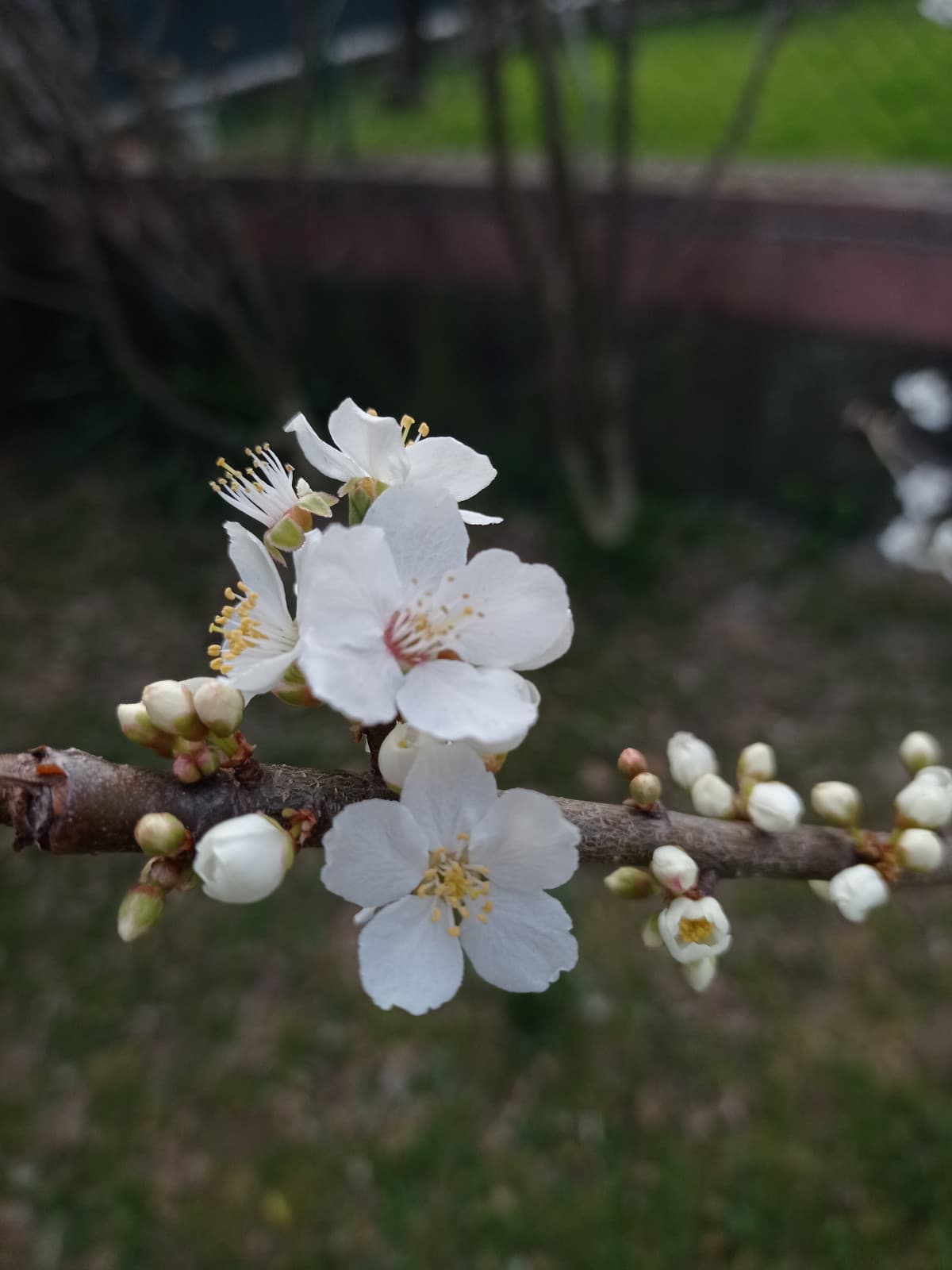 BUONA PRIMAVERA A TUTTI!! ???? (Giardino di casa mia pt.11)