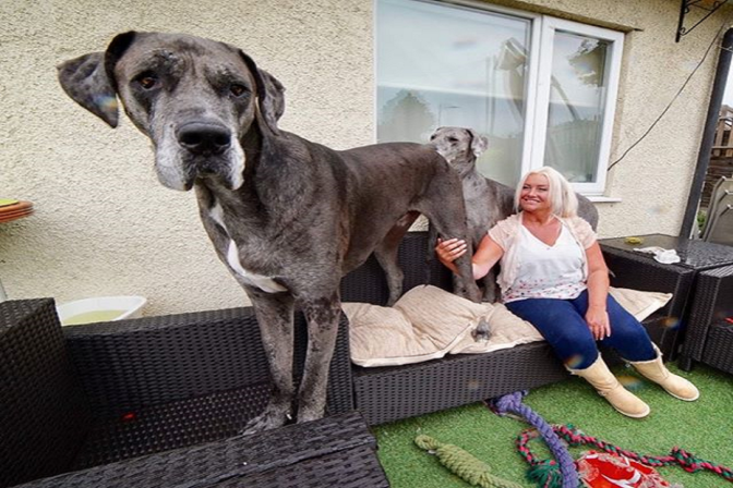 Il cane più alto del mondo 