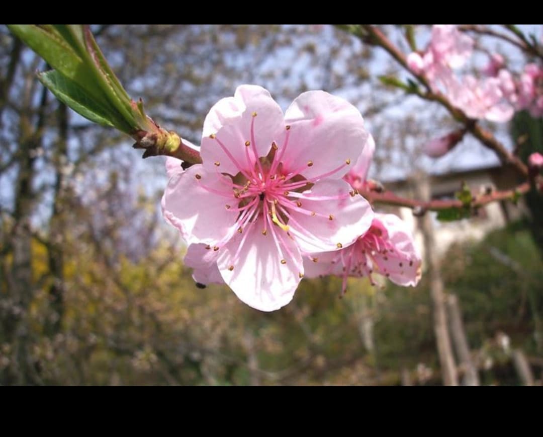 Fiori di pesco?