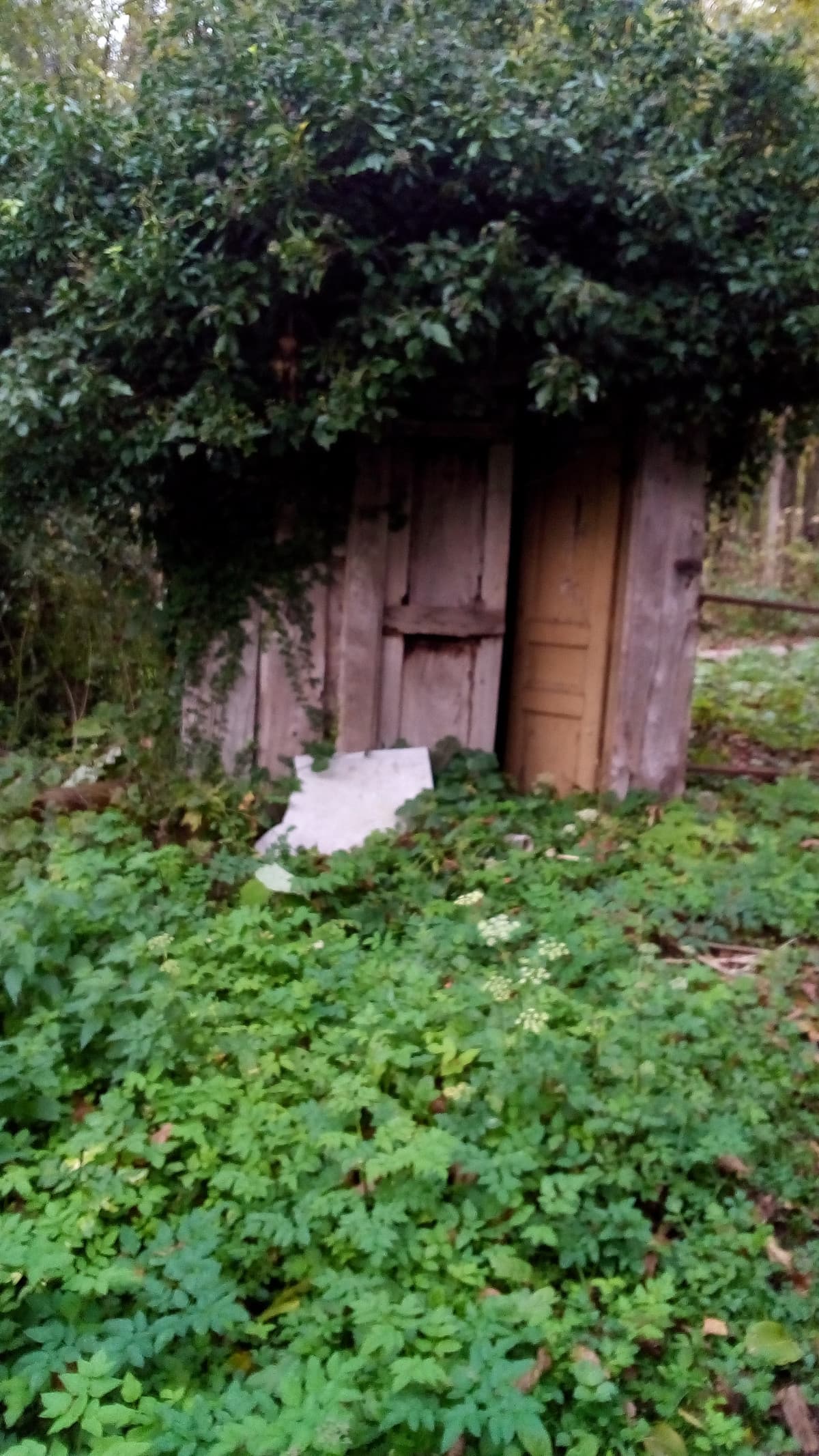 Sono andato in montagna e immersa nel verde ho trovato questa baracca, nel bosco dove abito io ci sono un sacco di baracche/abitazioni abbandonate, e il mio hobby è esplorarle tutte, io la trovo bellissima