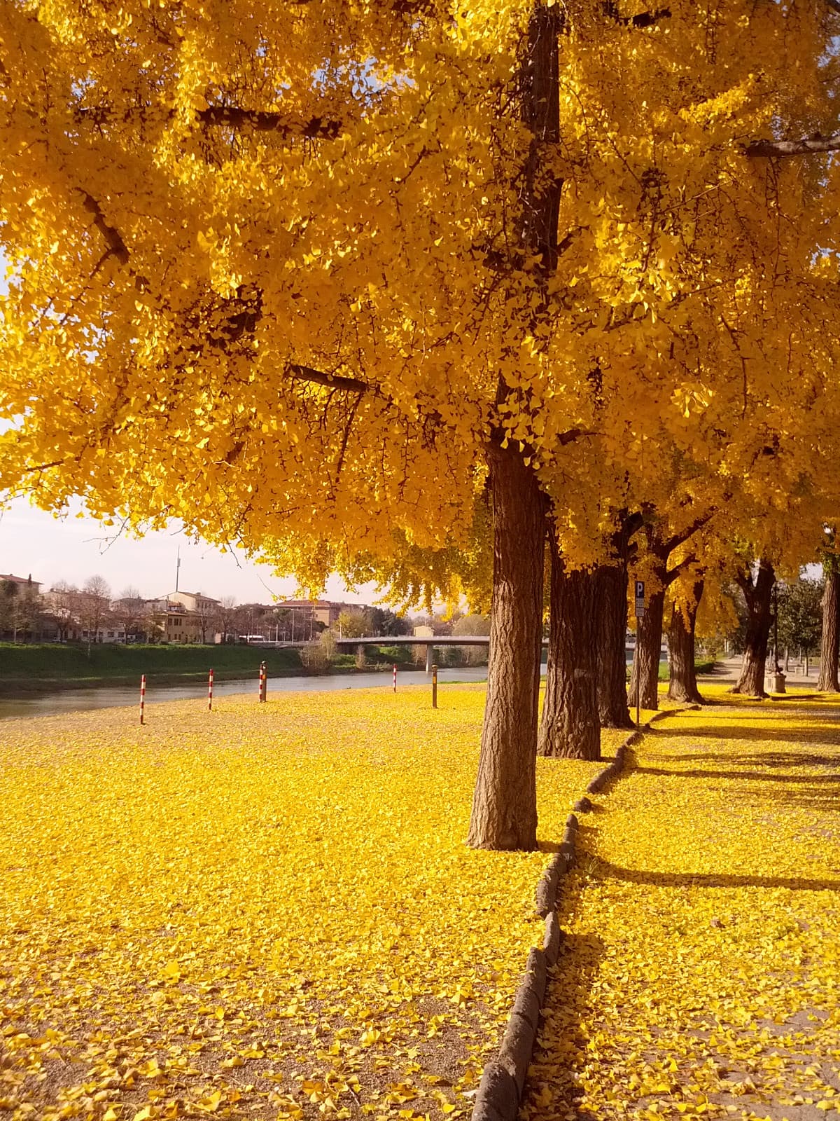 Conoscete questo albero? Si chiama Ginkgo, 