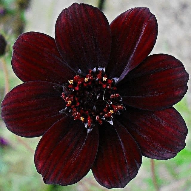 curiosità in fiore 🌸🌹💐: il chocolate cosmos (questo carino qui sotto)