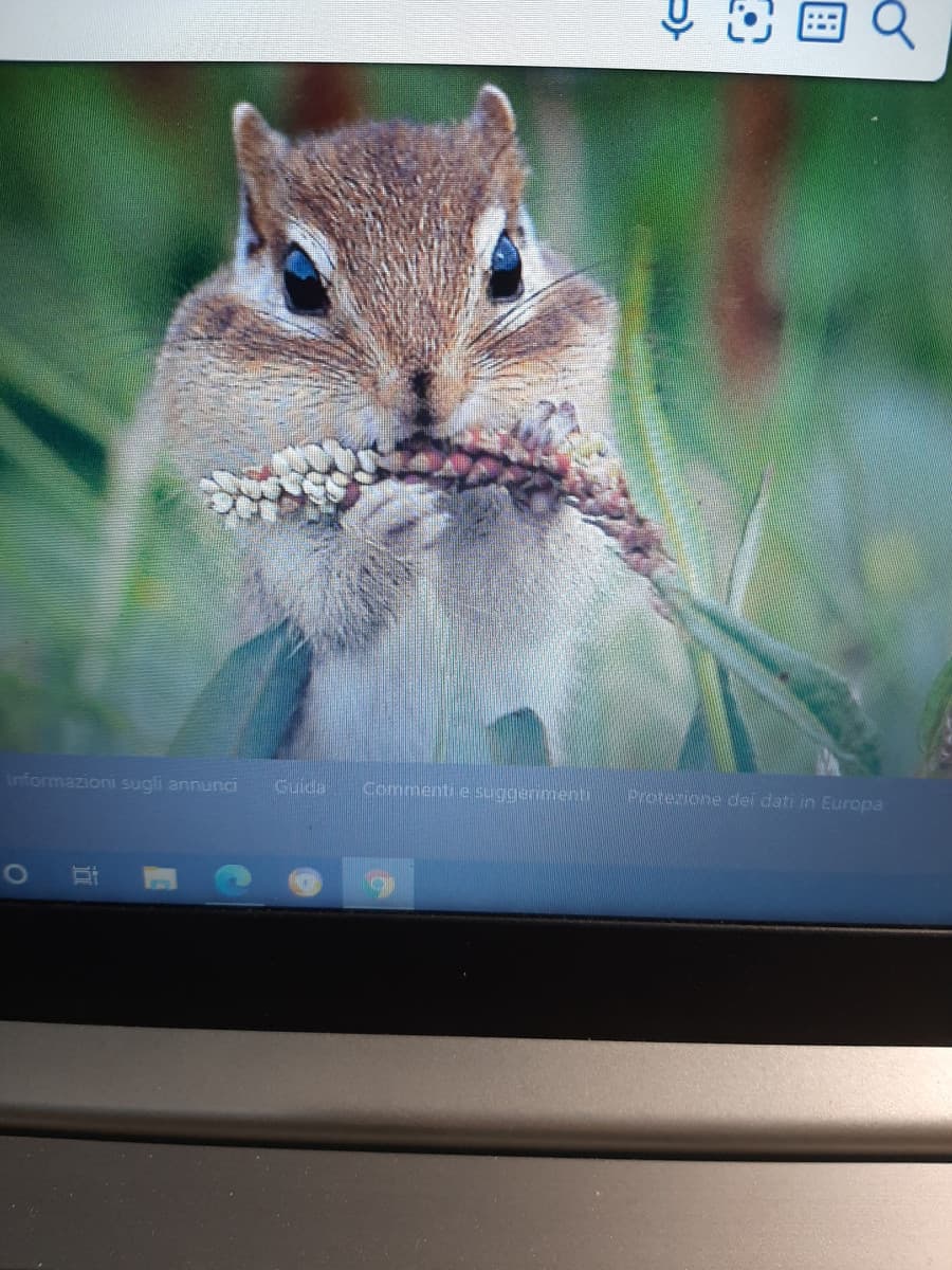 Bing mi corrompe per usarlo