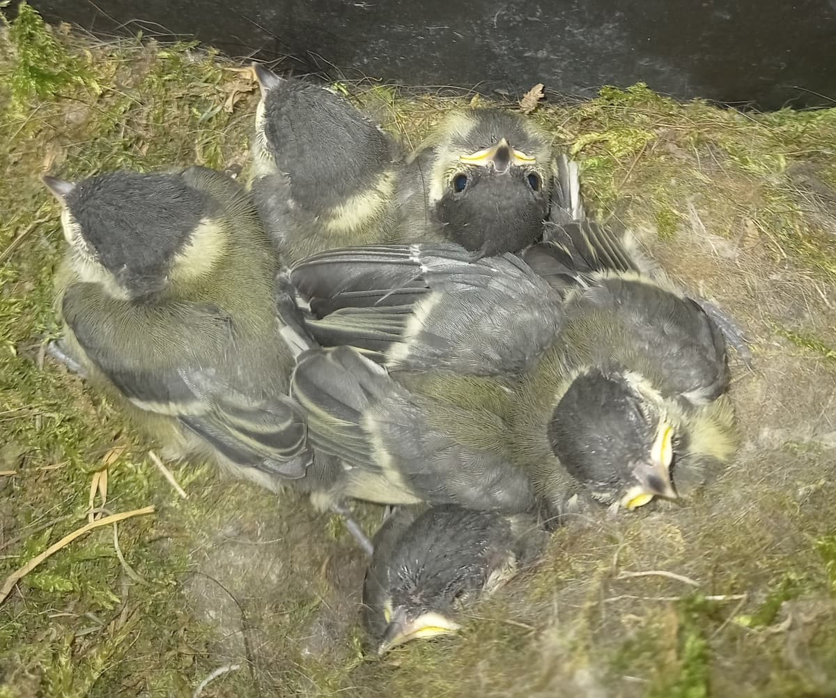 O v O 👀🐤