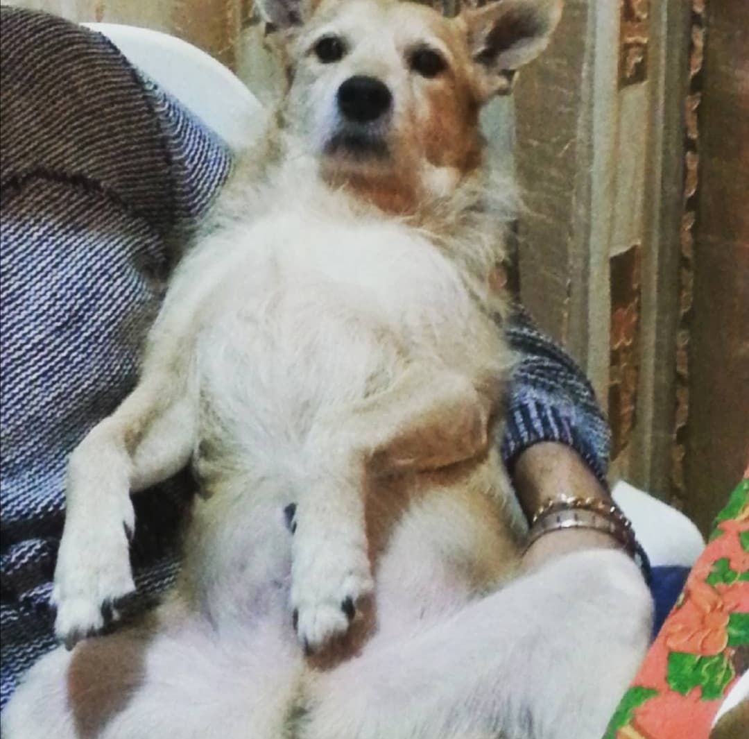 Nonno Doggo rules