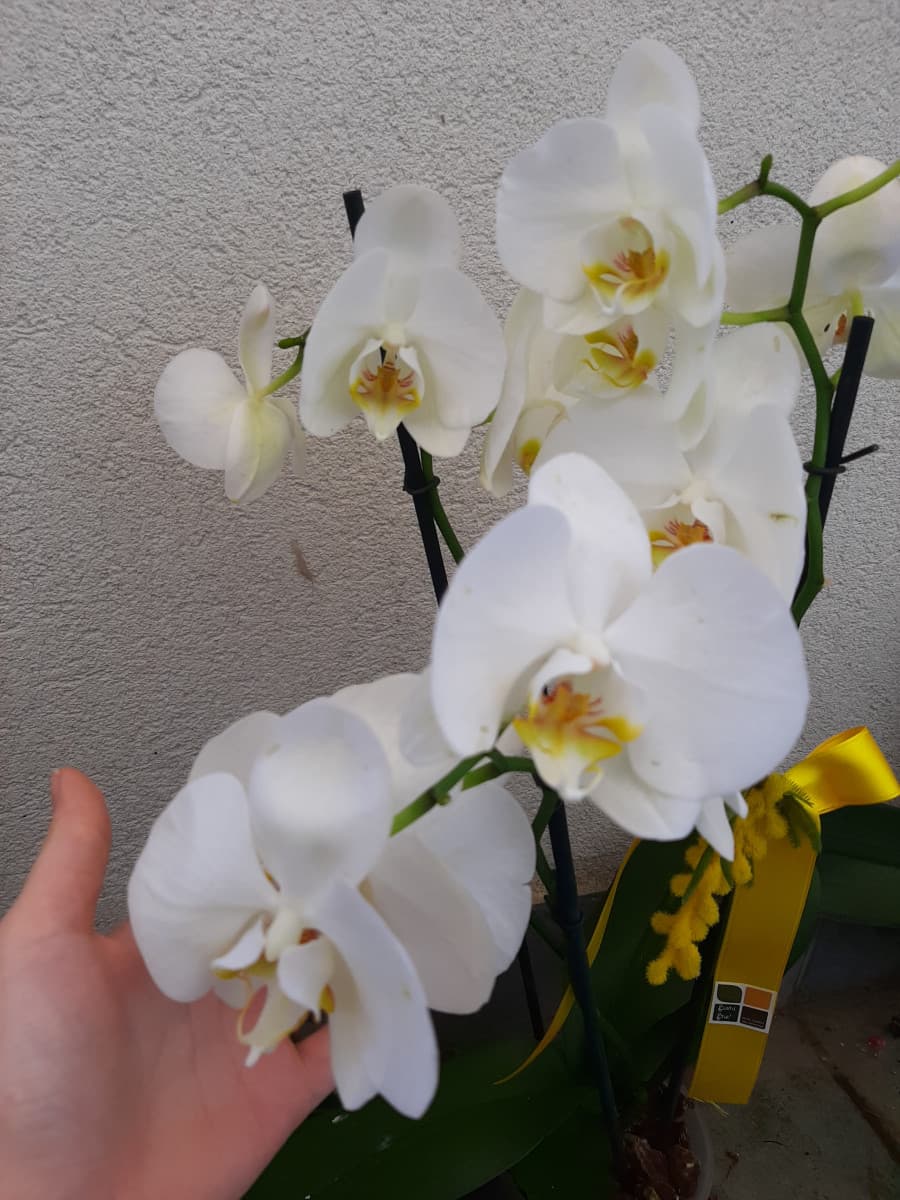 Orchidea?