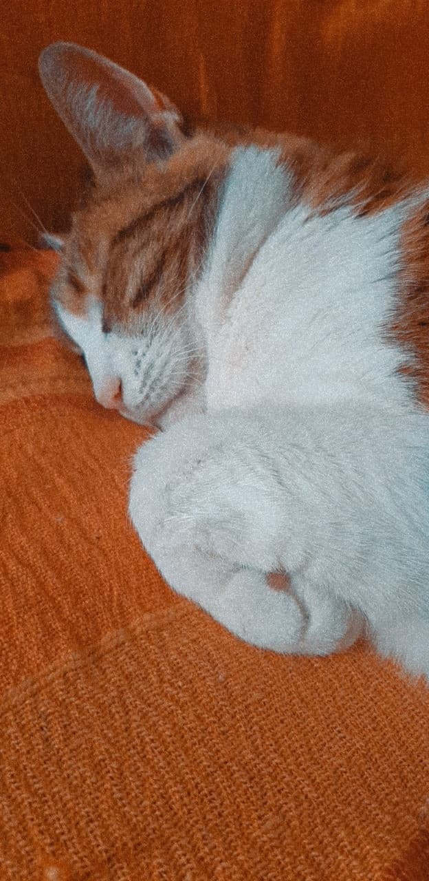 Una miao che dorme