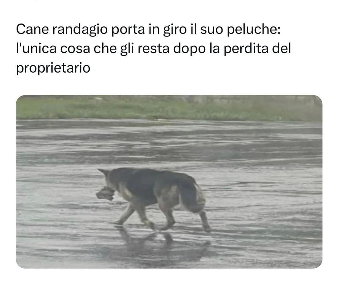 Mi è entrato un cane nell'occhio 🥲