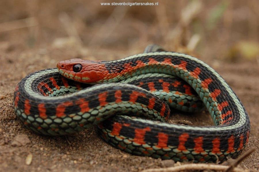 Thamnophis sirtalis infernalis