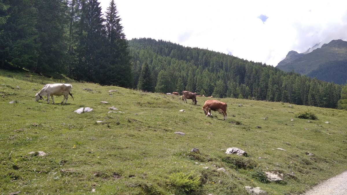 -Che verso fa una mucca? "Muuu"  -che verso fa una mucca gigaenorme? "MUUUUUUUUUUUUU"