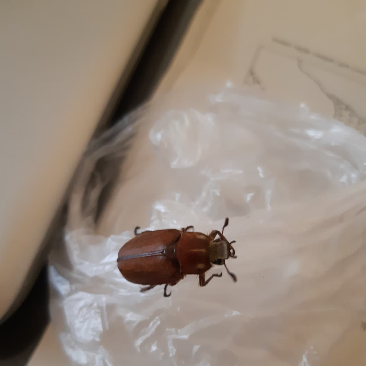 L'ho trovato in mezzo all'insalata al supermercato. Miracolosamente è sopravvissuto nella borsa della spesa e arrivato a casa l'ho liberato 