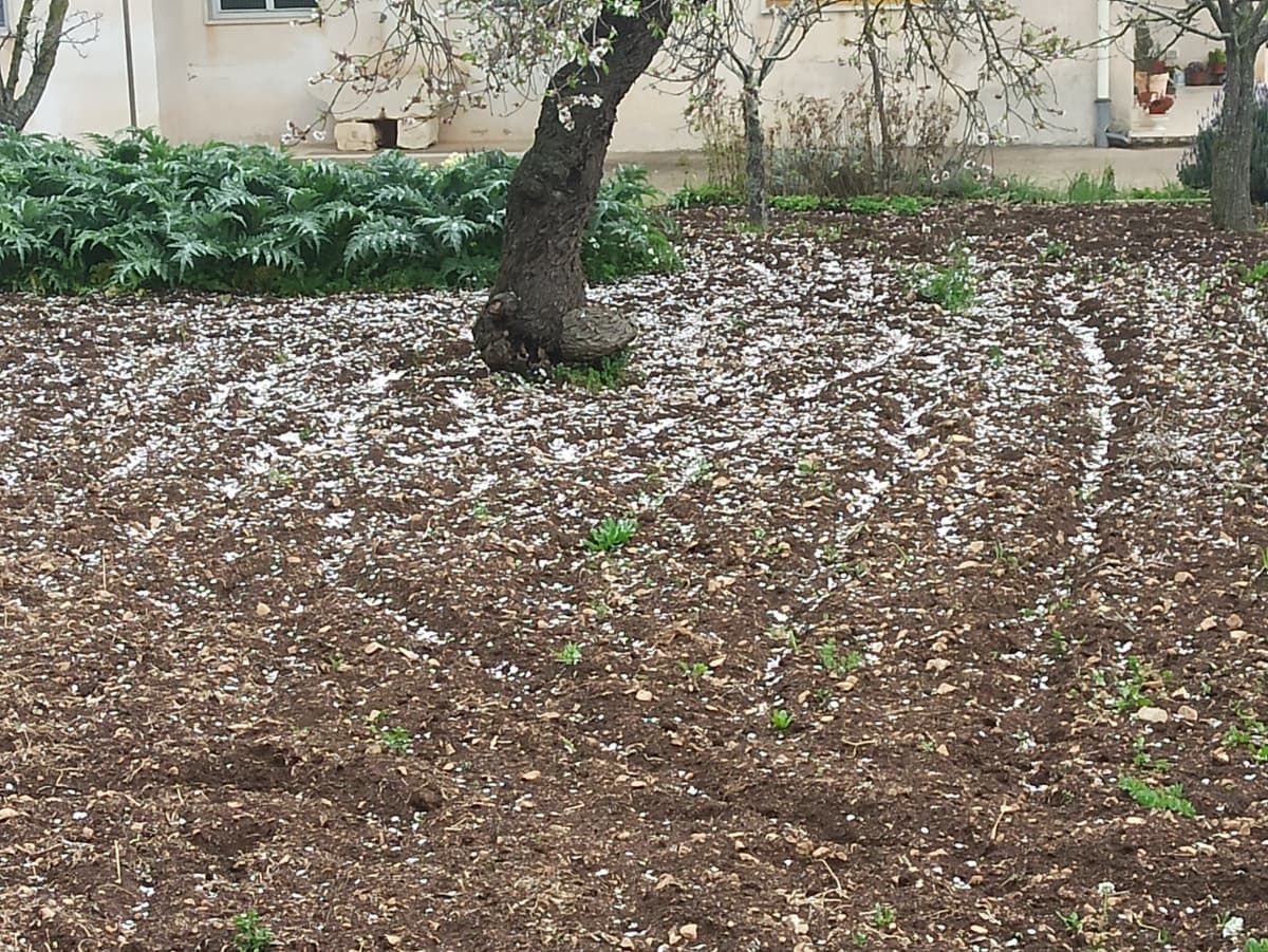 I petali caduti dei mandorli sembrano neve