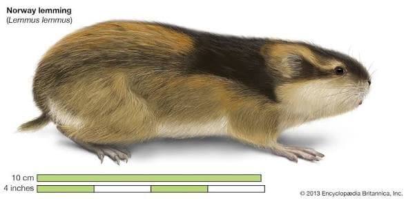Questo è un lemming, un roditore artico (quindi Nord Europa)