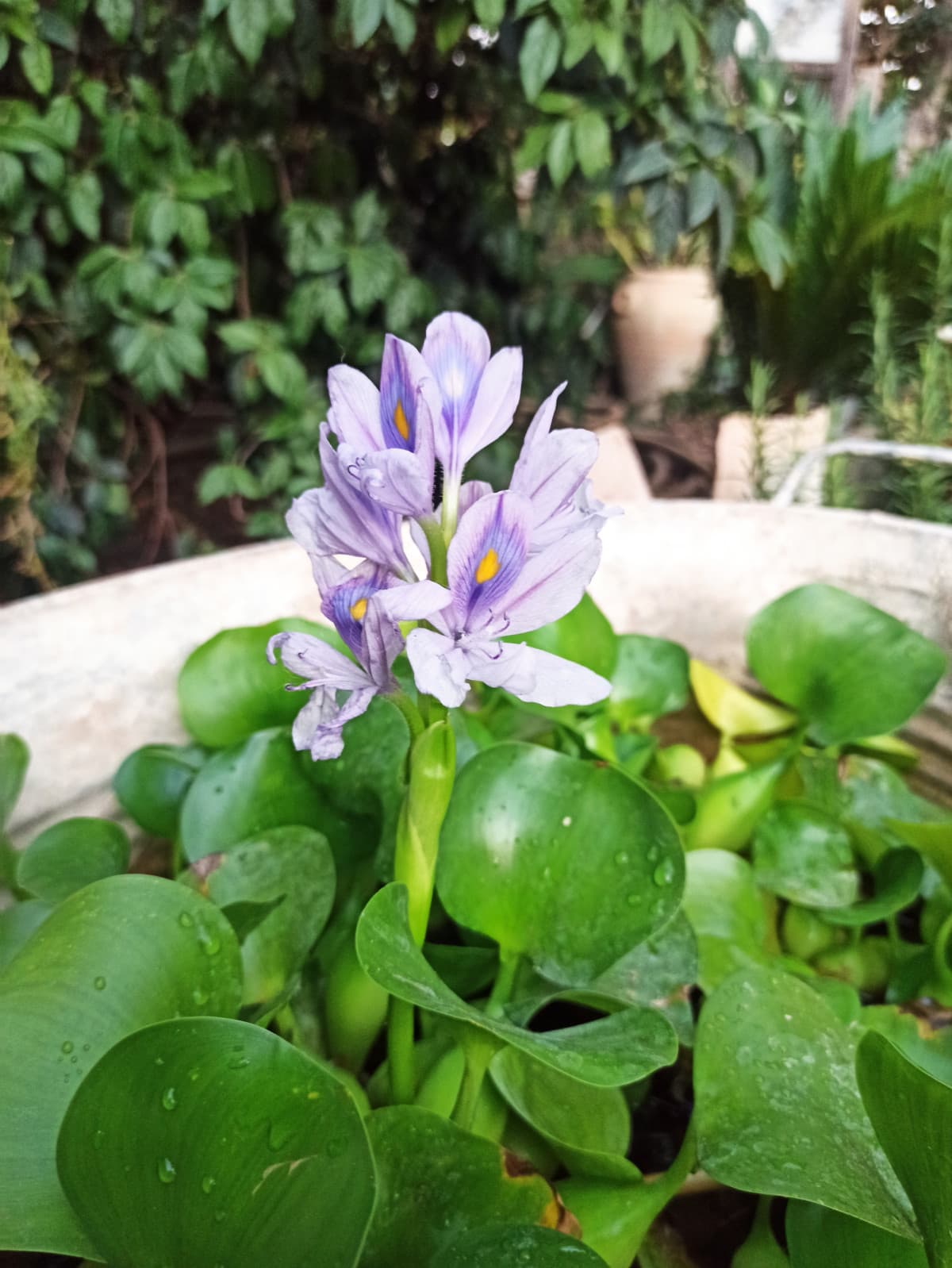 È fiorito il Giacinto d'acqua 