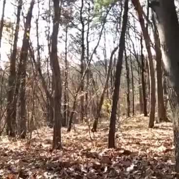 Assurdo, mi hanno mandato sto video di sto fantasma in un bosco da qualche parte in Italia. Ero scettico ma è veramente inquietante. Non guardate se siete deboli di cuore