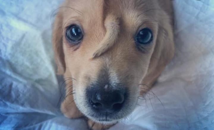 Oggi al mare ho trovato questo cucciolo tutto solo, penso sia abbandonato, non so che fare