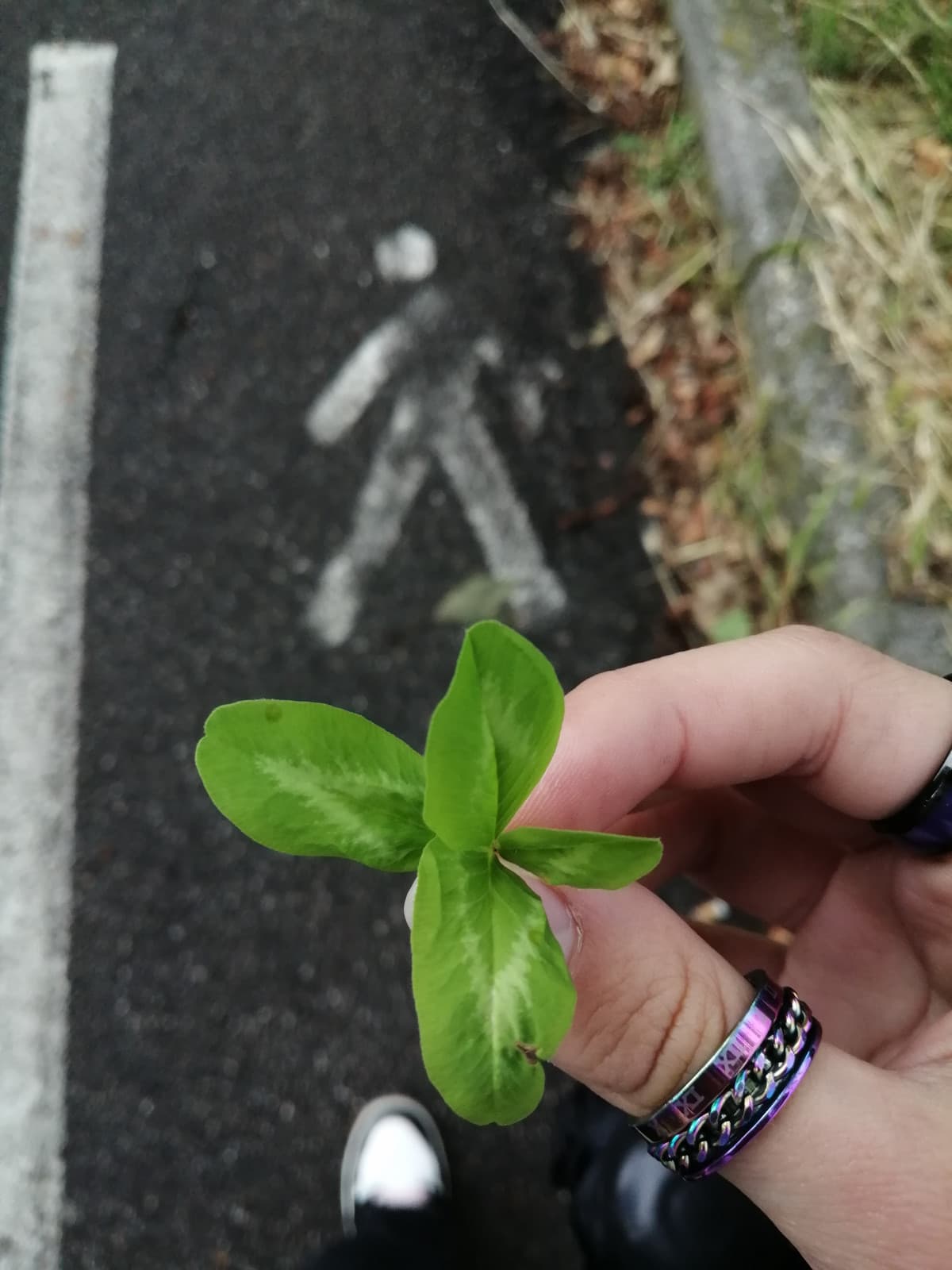 Ma quanto è spastico sto quadrifoglio? 