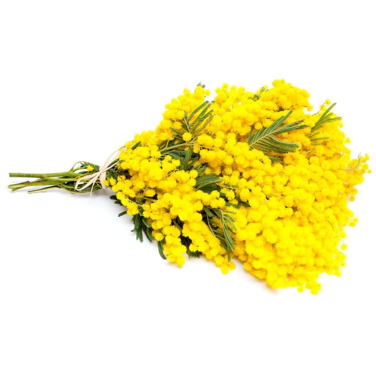 Un mazzetto di mimose a tutte le donne su insegreto. Tanti auguri.