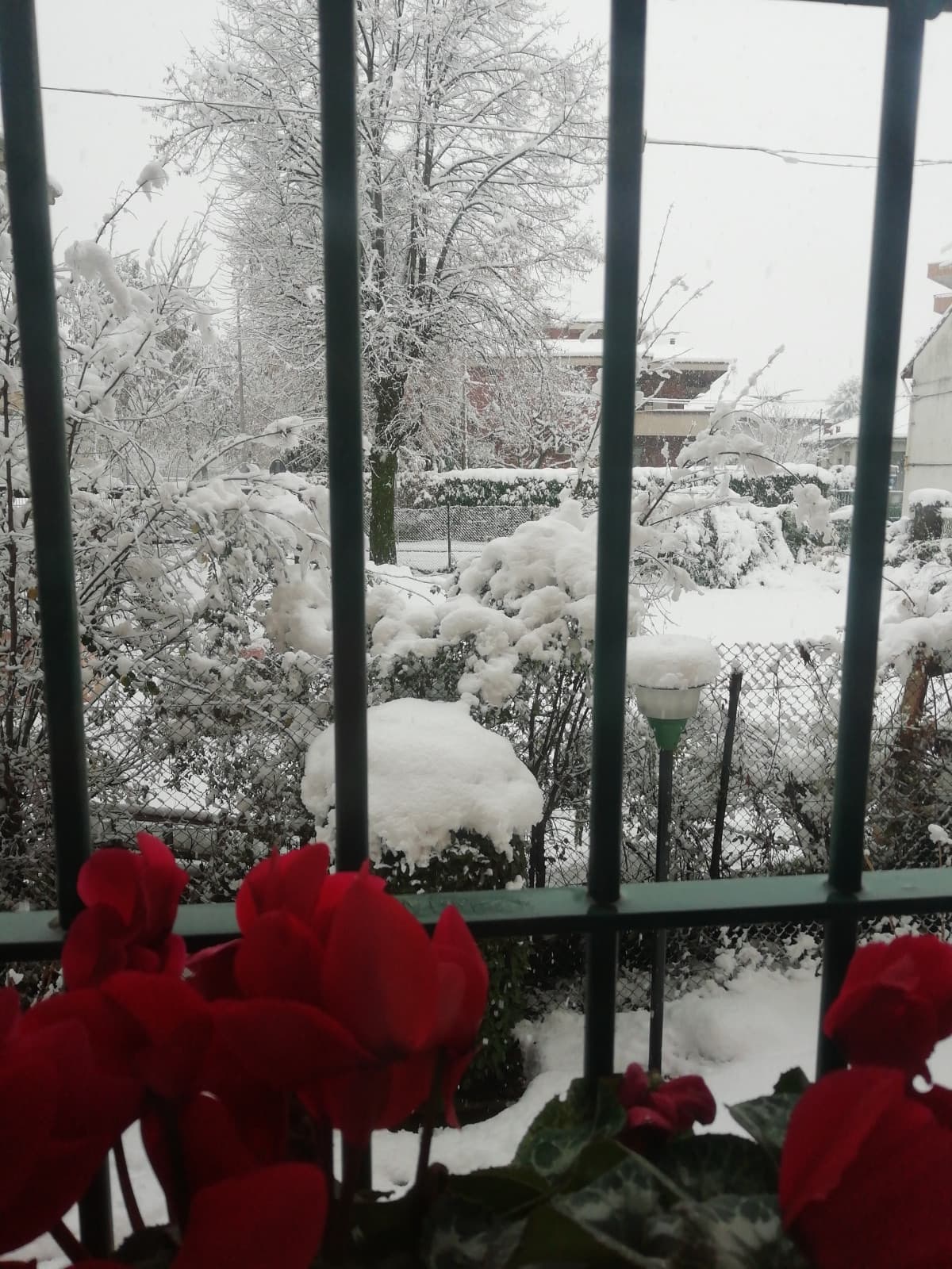 Neve e fiori