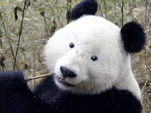 Com'è un panda gigante senza occhiaie?