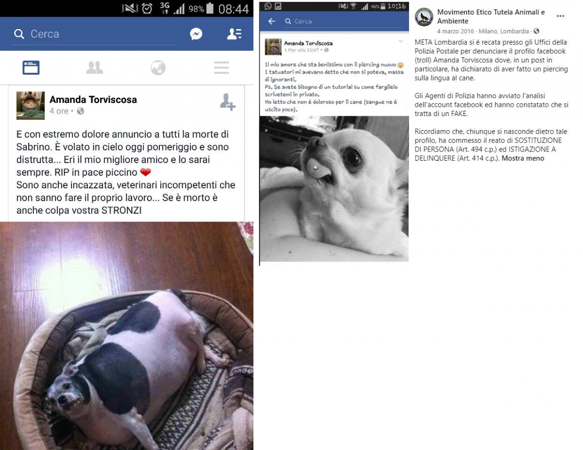 Vi ricordate il cane Sabrino?