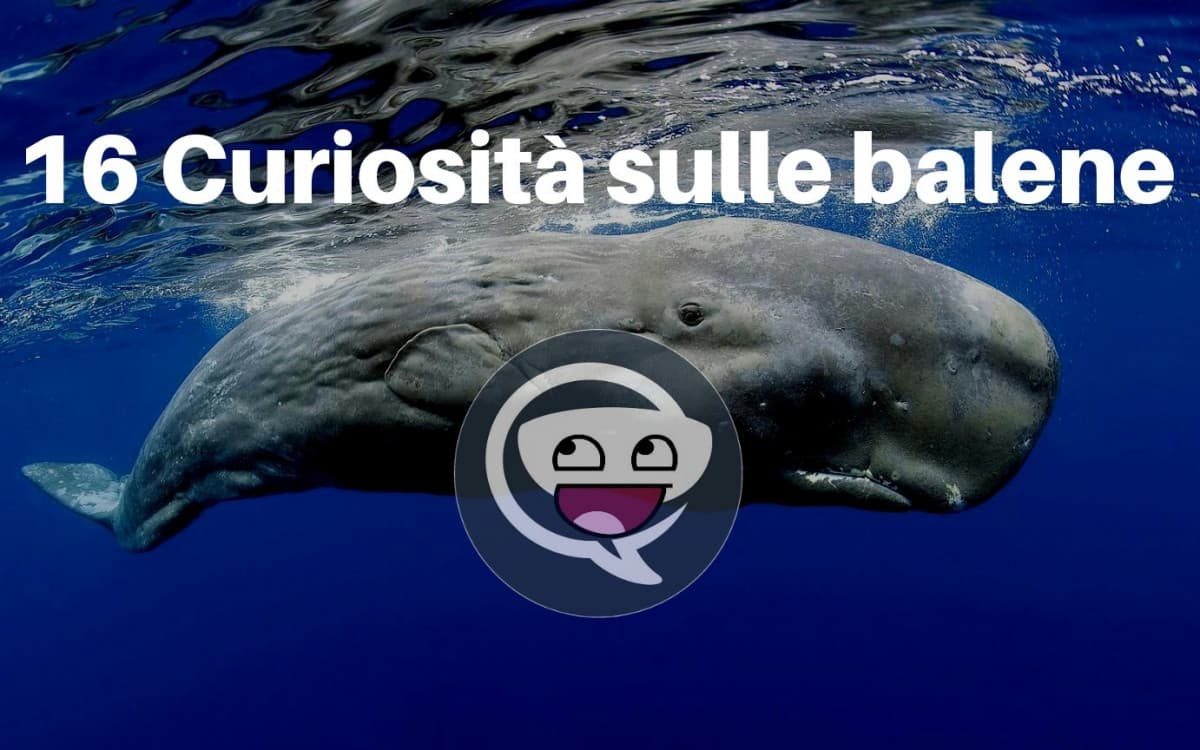 16 Curiosità sulle balene 