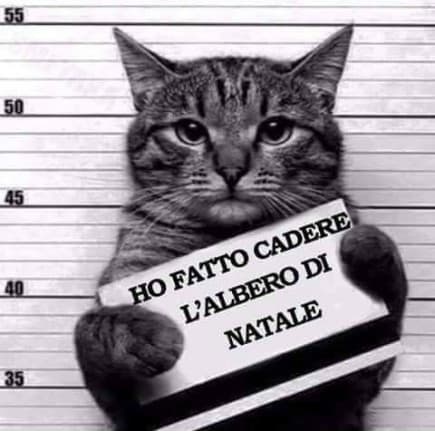 Il mio gatto ?