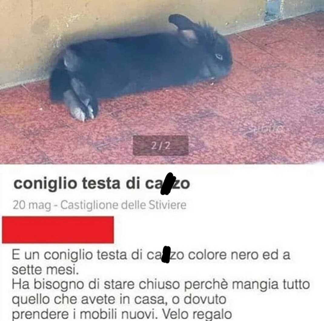 Volete un coniglio?