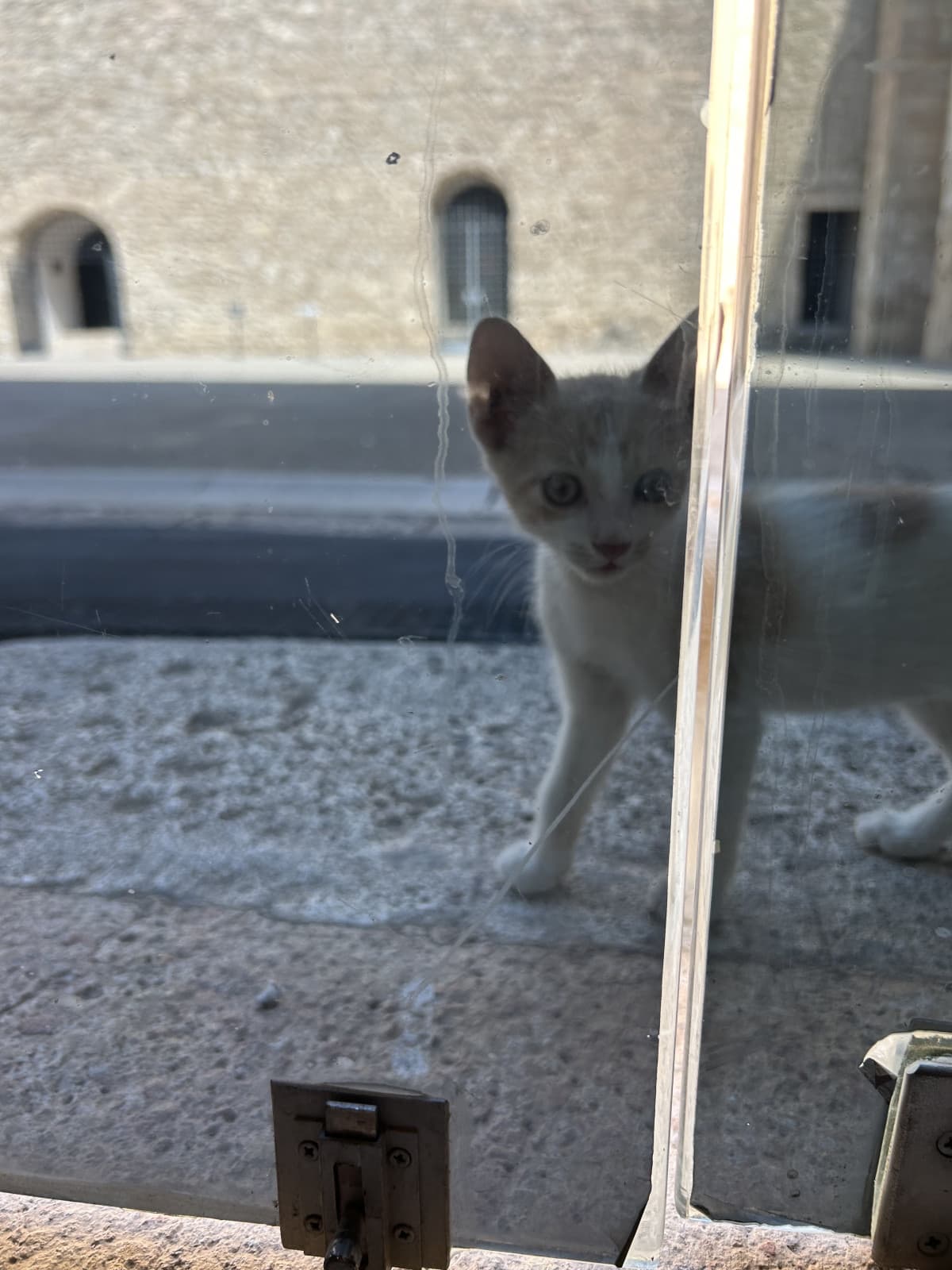 Miao ❤️