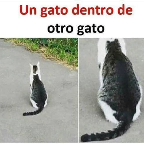 Gatto dentro un gatto