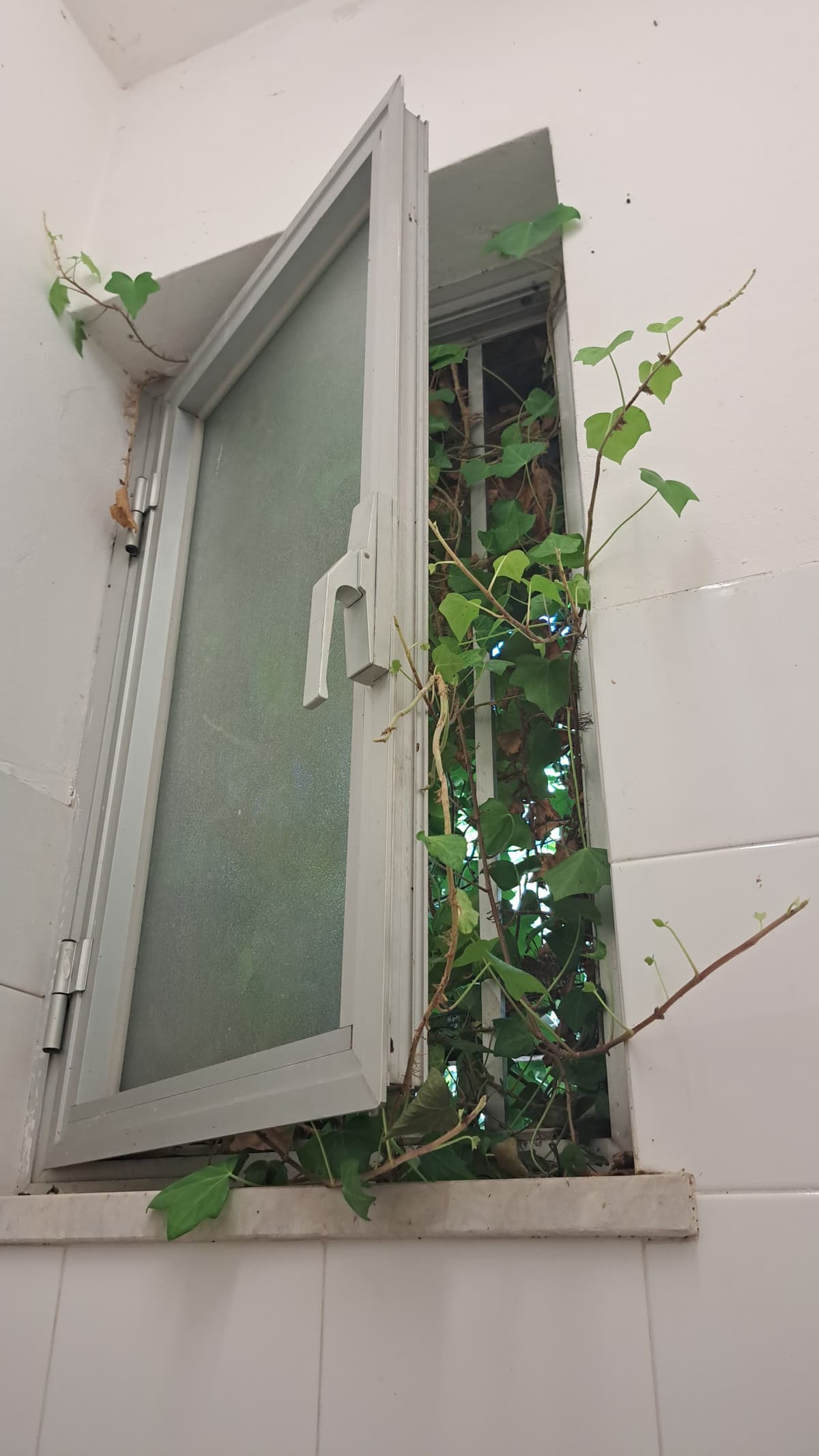 Quando si dice "amiamo le piante"
