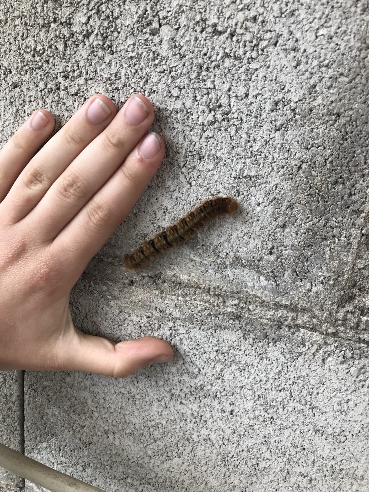 Ieri abbiamo strapiantato tipo 180 piantine, è stato bellissimo