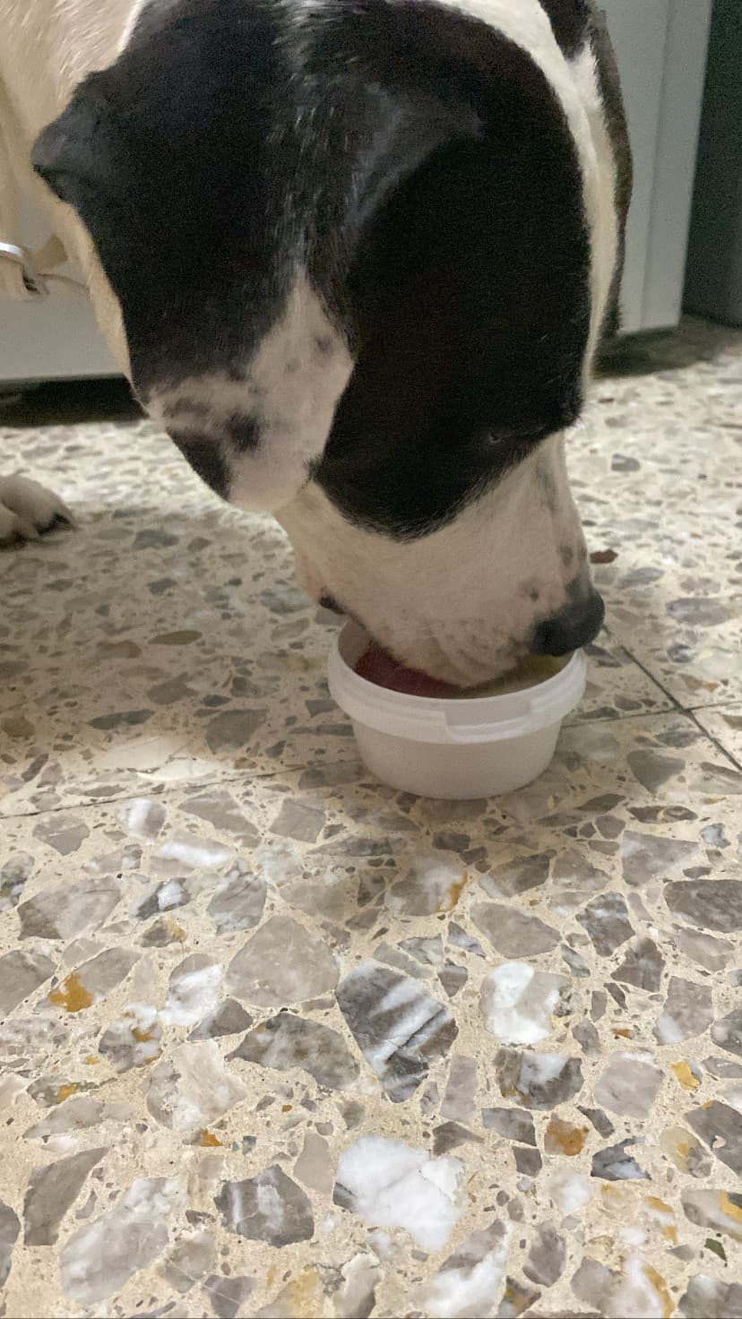 il mio doggo che mangia il gelato