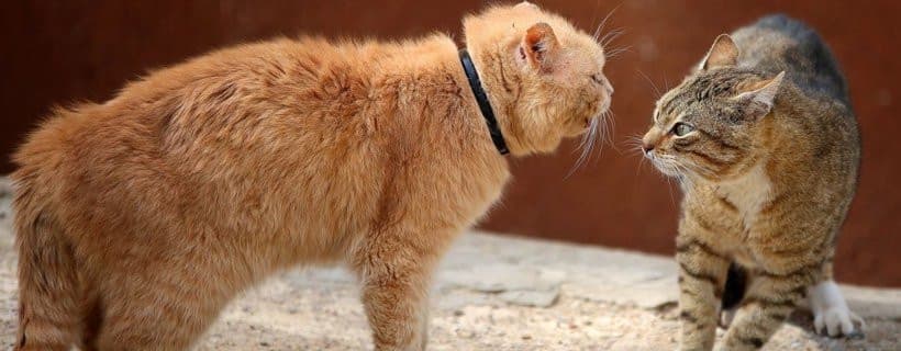 Questa notte due gatti di merda si sono messi a litigare sotto la mia finestra incazzato gli ho lanciato l'acqua addosso e sono scappati. Mentre dormo non voglio rottura di coglioni che ho il sonno leggero nonstante che russi tanto 