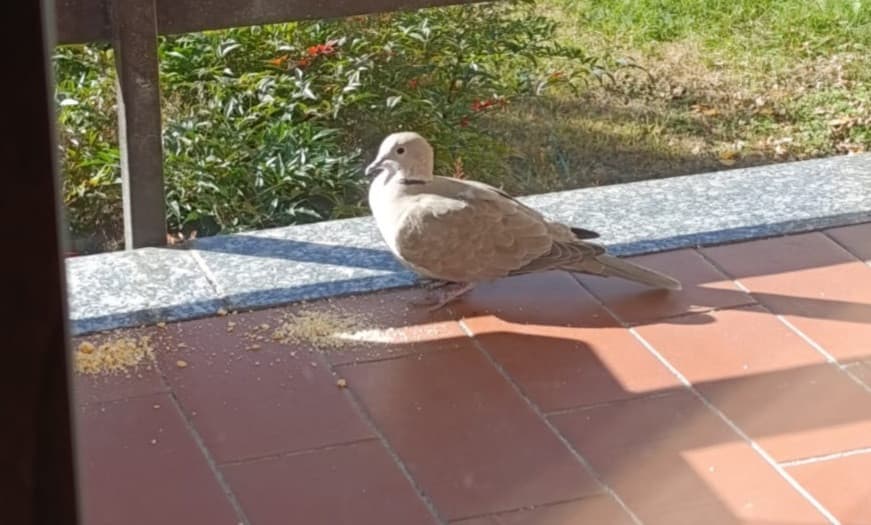 Tortora sul balcone che mangia i biscotti