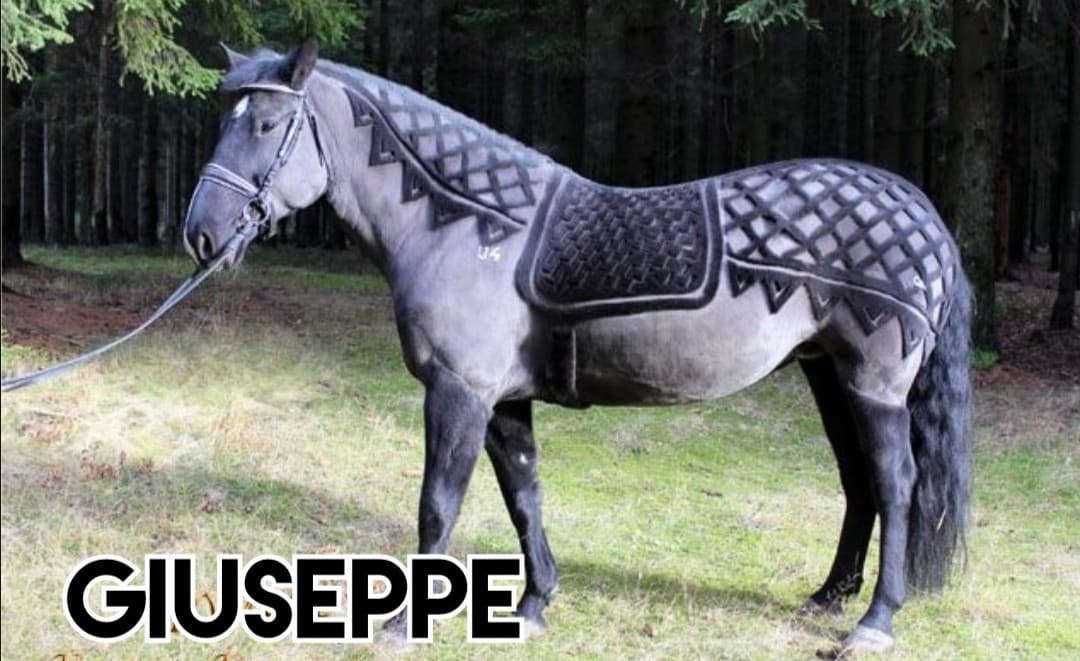 giuseppe?